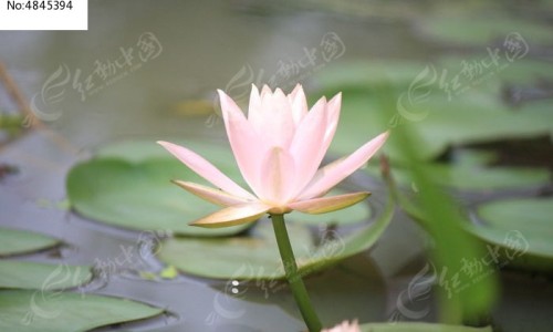 海南黄花梨的功效与作用网 | 海南黄花梨的功效与作用价格,海南黄花梨的功效与作用长期佩戴