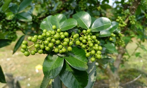 海南黄花梨的功效与作用网 | 海南黄花梨的功效与作用价格,海南黄花梨的功效与作用长期佩戴