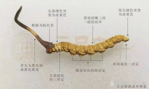 海南黄花梨的功效与作用网 | 海南黄花梨的功效与作用价格,海南黄花梨的功效与作用长期佩戴