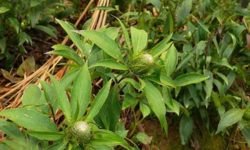 海南黄花梨的功效与作用网 | 海南黄花梨的功效与作用价格,海南黄花梨的功效与作用长期佩戴